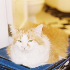 Total Bish_Cuntaloupe