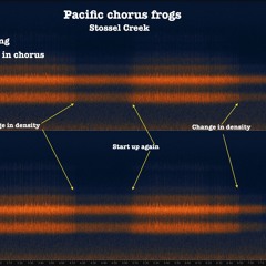 Pacific chorus frog concerto