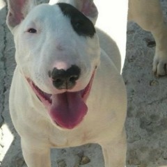 U-NITY CREW.BY DOG FOR THE DOG