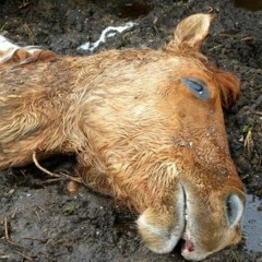 I like when celebrities die