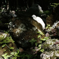 Sonar ("Silva" EP Version)