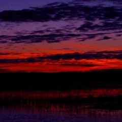 sound safari - friends