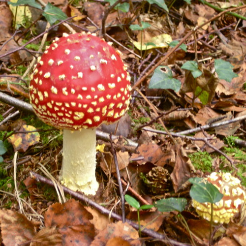 Lle Wyt Ti Heno Iesu Grist?