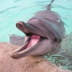 Bouclallapo