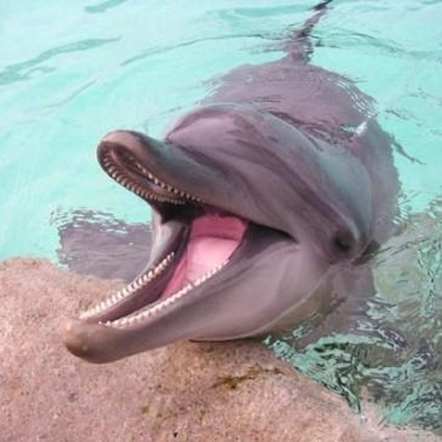 Bouclallapo
