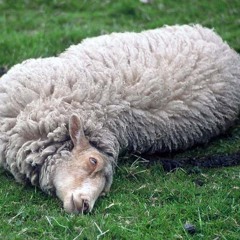 10 Its divine - Dead Sheep