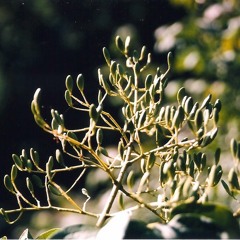 Floating Gardens - "Ecotone II: the Singing Valley"