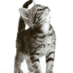 The Talk (Home Demo)