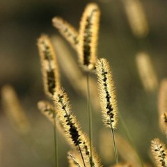 วงนั่งเล่น - สายลม