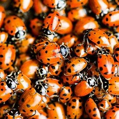 Yeah! (Little Insects) FREE DOWNLOAD - Click BUY for link