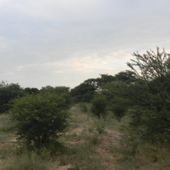 landscapes