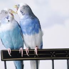 Birds of a Feather