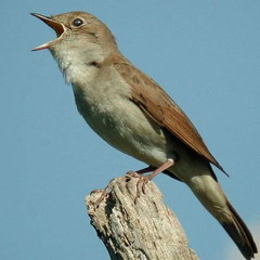 Nightingale - Luscinia megarhynchos