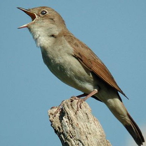 Nightingale - Luscinia megarhynchos
