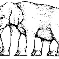 Compound Fracture (live)