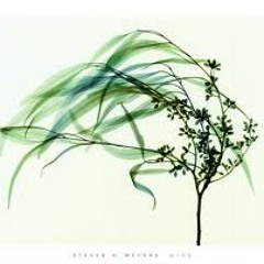 Wind