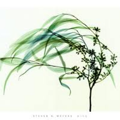 Wind