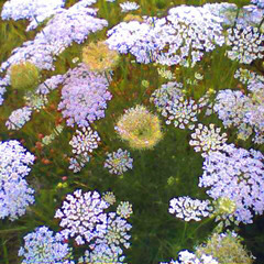 King Of Carrot Flowers - Automagic