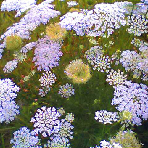 Stream King Of Carrot Flowers Automagic by Will Automagic Listen