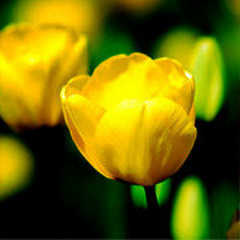 บทสวดมนต์