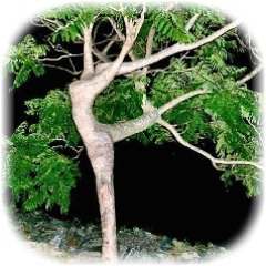 I Like Dancing Lasha Tumbai (Verka Serduchka vs. Fake Blood)