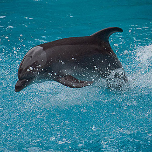 Swimming With Dolphins - Sleep to Dream (Jedatek Drum and Bass remix)
