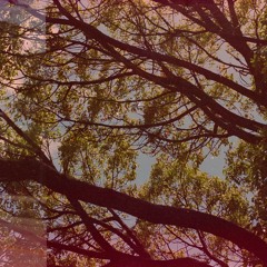 Glass Cake and Plant Magic Man - Goodbye Dove (cover)