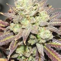 Khemikal - In the shade (Free download)