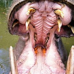 Animal Breath-Alesha Dixon VS. Miike Snow