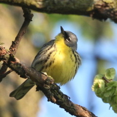 Kirtland's Warbler - Columbus OH. 6 May 2011