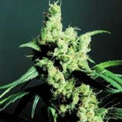 AREA SUR - NO TITTLE-Pdnmc_Cokestak_Thomasconh_Fastak_Leonardofly_Davor(prod. PDNMC)