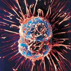 Lucid Root & Michael Gorman-Carcinogens