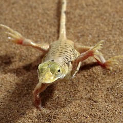 Like a G-6 (wee sticks)