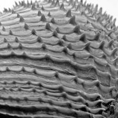 Rum Butters featuring Phil Graves