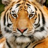 Survivor - eye of the tiger