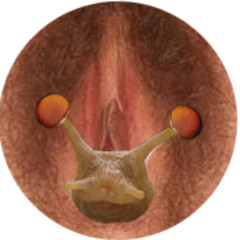 Slug Trails by Lumen 8 (Vagina Sample Song Contest Entry)