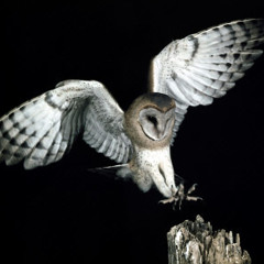 SummoningOwls