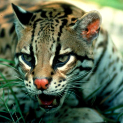 Griami - Okulus Anomali & Iraklis Kalamenios ~  (Generation Bass)