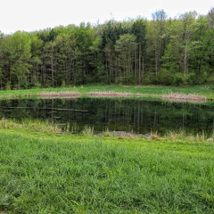 Country Pond At Dusk