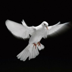 Dirty Vegas - Little White Doves (Discosynthetique & J.M.O. Remix)320kb Download