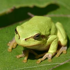Tree frogs(Hyla arborea),cars,dogs & airplanes Pt.1 and 2