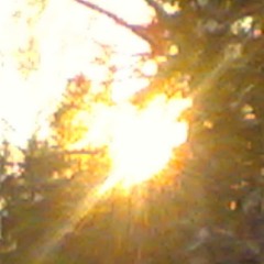 Where The Forest Meets The Sea