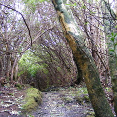 Pound the Earth to Live (Comanche)