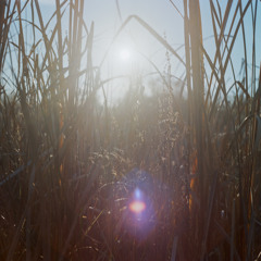 The Icebergs Look Like Swans From Here
