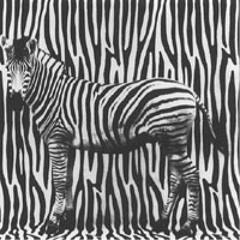 ZEBRA BABY - JUMBO (BOODY B REMIX)