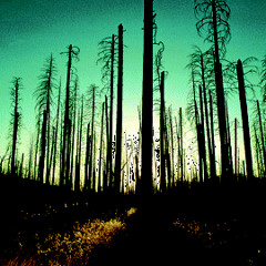 Plant A Tree - QWERTY (Evo Evolver Remix)