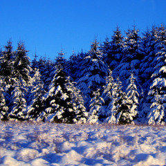 Personent Hodie - arr John Rutter