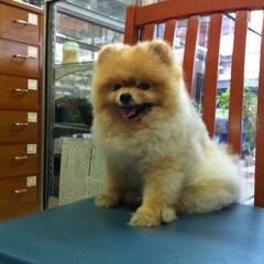 Mandog[demo] - Pued Bangbon