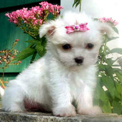 Jelena Rozga - Rodit cu ti  cer i sina (Split  09)  PROMO