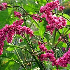 Kiss me over the garden gate